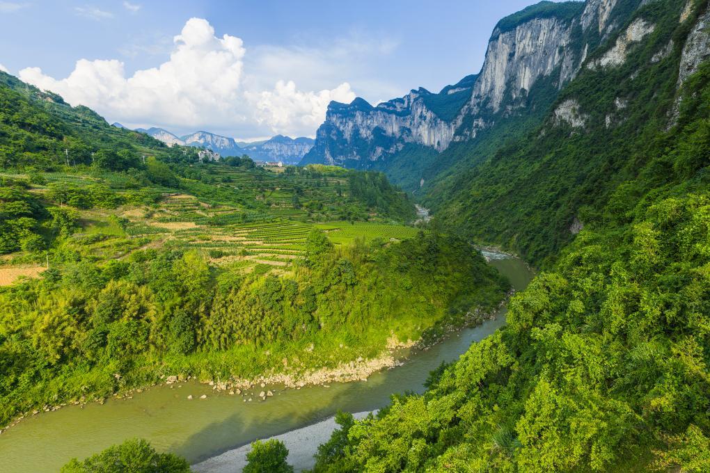 湖北恩施：夏日茶园绿意浓
