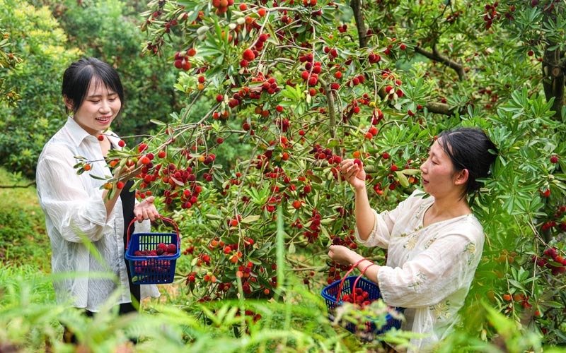 江西南丰：杨梅采摘忙