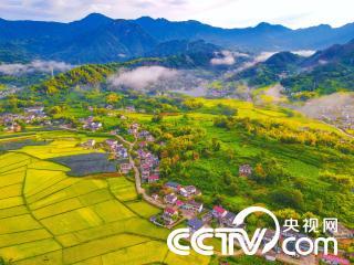 安徽安慶:高山稻田“鋪金”迎豐收