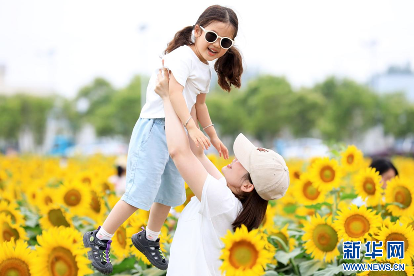 安徽淮北：夏日葵花 绚烂绽放