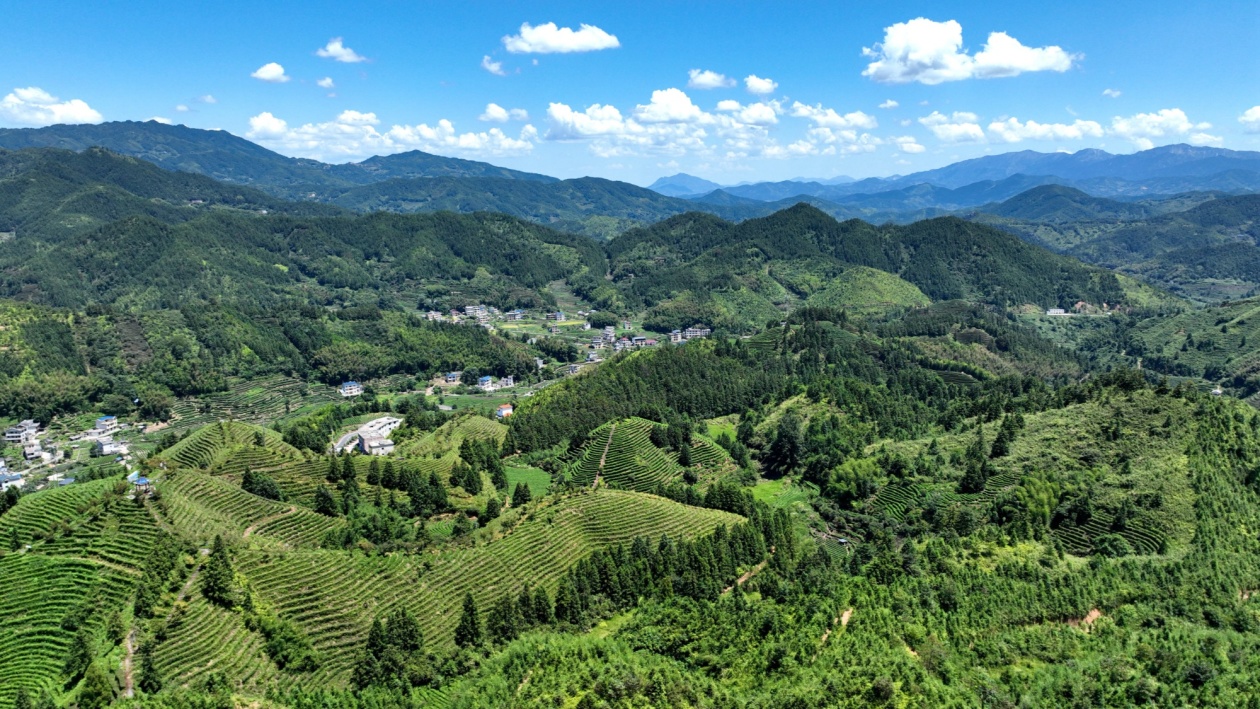 江西遂川:初秋茶园美如画