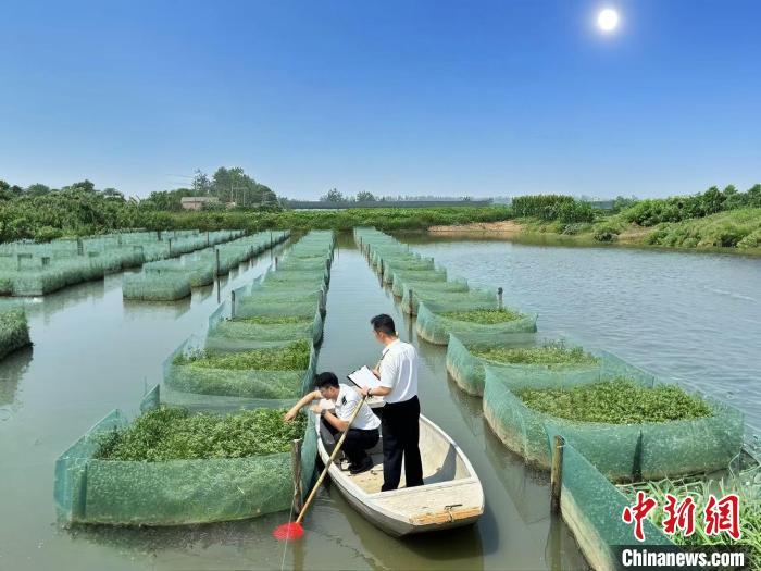 湖北仙桃黄鳝“游”向海外市场