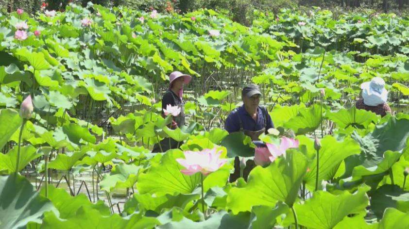 河南镇平:“荷塘经济”绽放乡村振兴新图景
