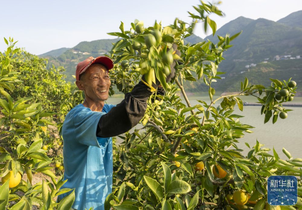 湖北秭归：烈日炎炎夏橙香