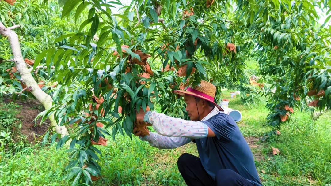 河南新野：生态种植绘就群众增收“好钱景”