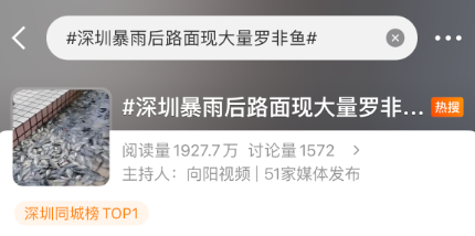 深圳暴雨后路面现大量鱼类！
