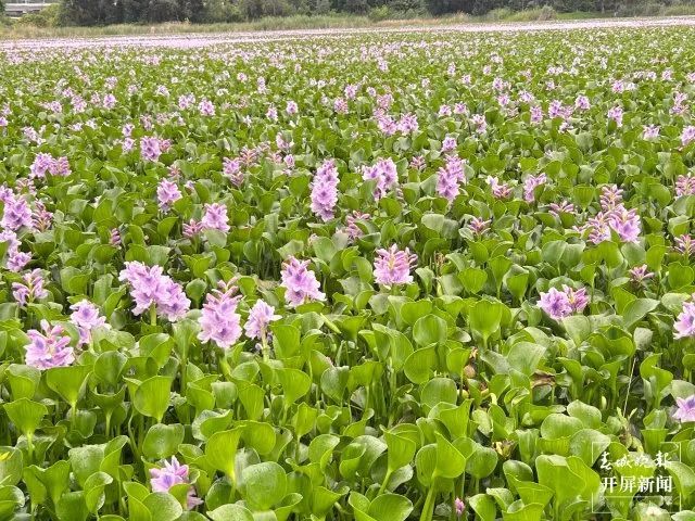 啥？！昆明市民纷纷拍照打卡的这片花海，竟是恶性入侵物种