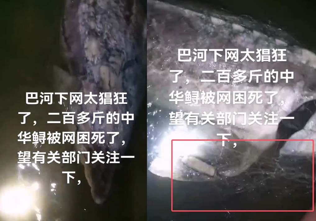 湖北黄冈巴河水域一条鲟鱼被网缠绕死亡 当地回应：不是中华鲟
