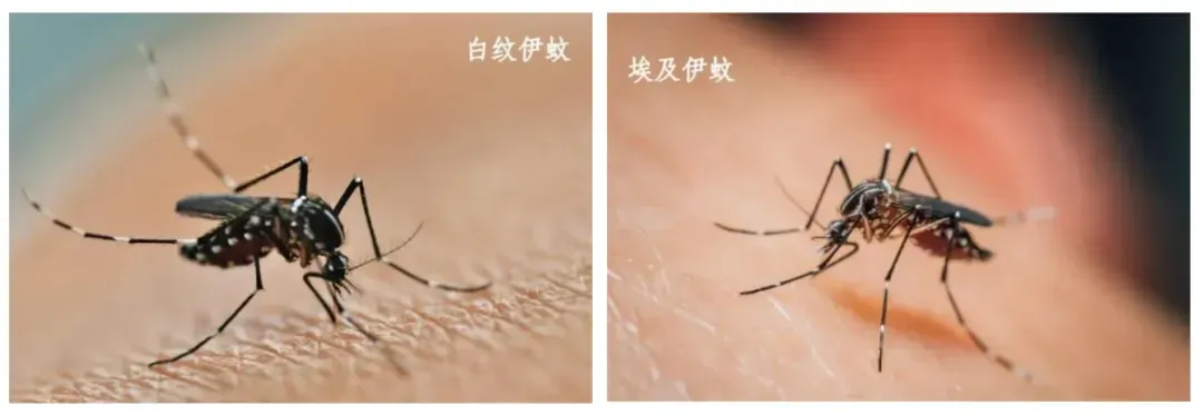 警惕基孔肯雅热！广东佛山已超千例感染
