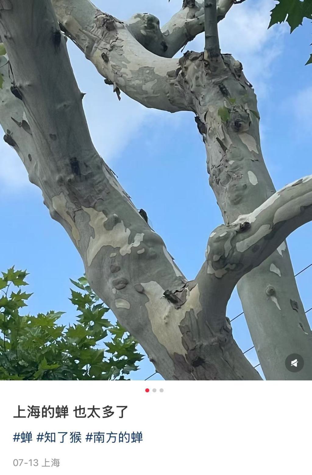 为何会“蝉尿如雨”？动物学者：滴液主要成分是水，不必担心