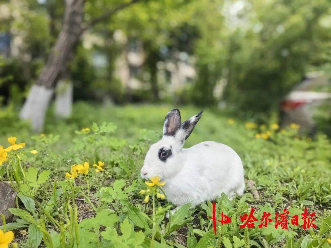 哈尔滨一小区宠物兔“越狱”两年繁育四代，业主有人“稀罕”有人忧，专家提醒