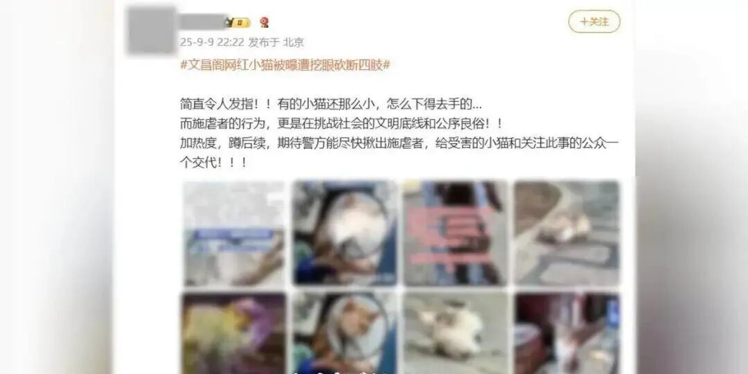 “多只小猫被挖眼砍断四肢”是AI软件生成文章，发布人被行政处罚