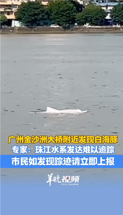 中华白海豚接连现身广州水域，专家：市民如发现踪迹请立即上报