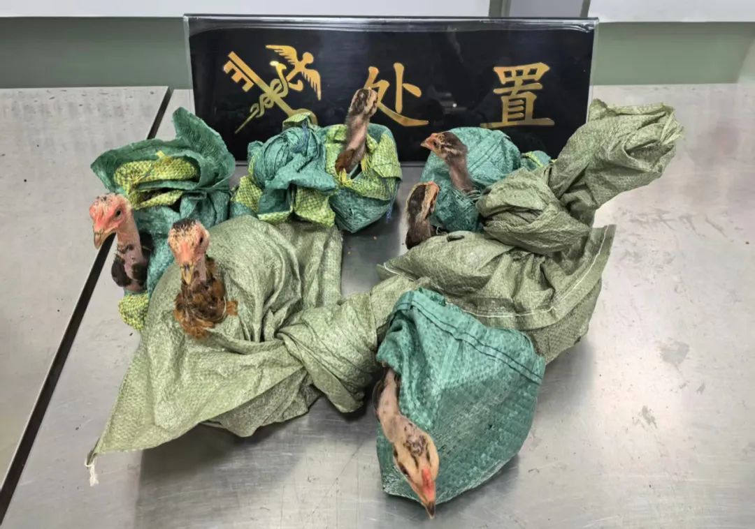 入境小汽车后座下方藏6只斗鸡被查获！海关公布视频