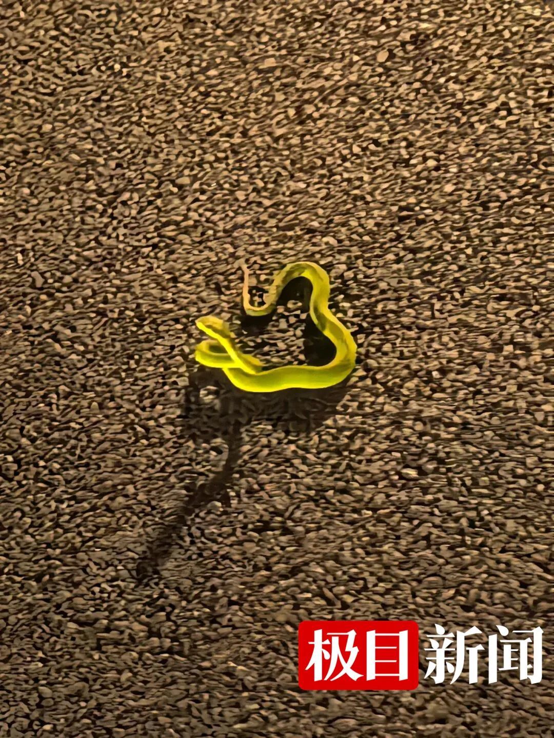 男子在东莞湖边散步时脚被蛇咬伤！忍痛拍下蛇的照片，然后打120急救，医院紧急调来血清