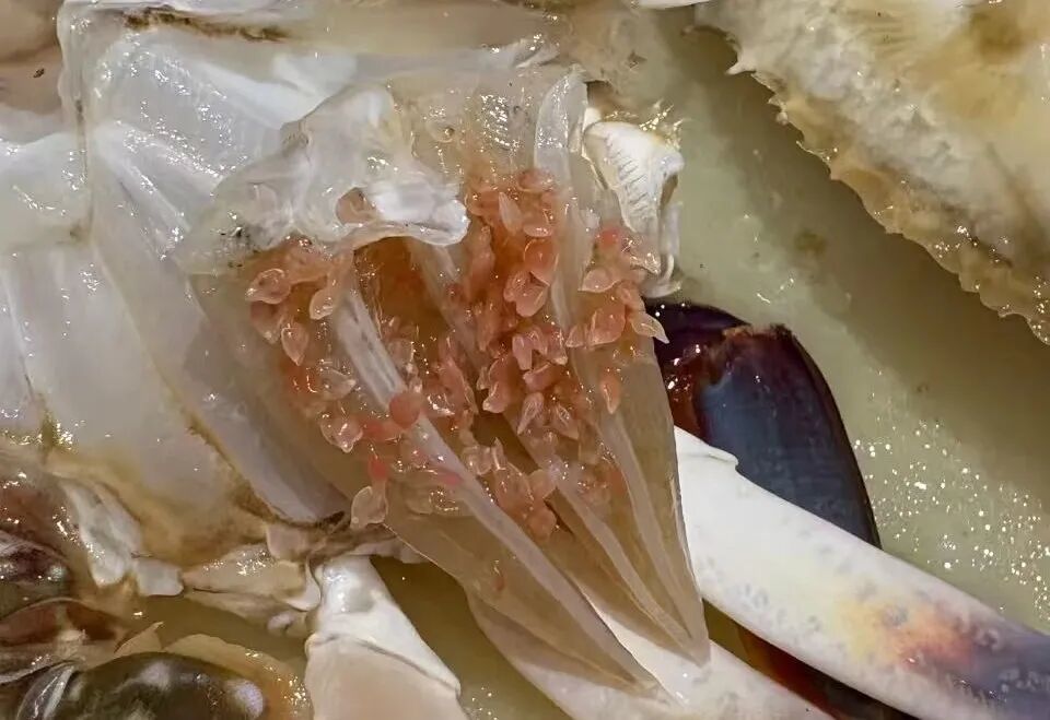 这“虫”藏在梭子蟹里，密密麻麻还会动？专家：放心吃！
