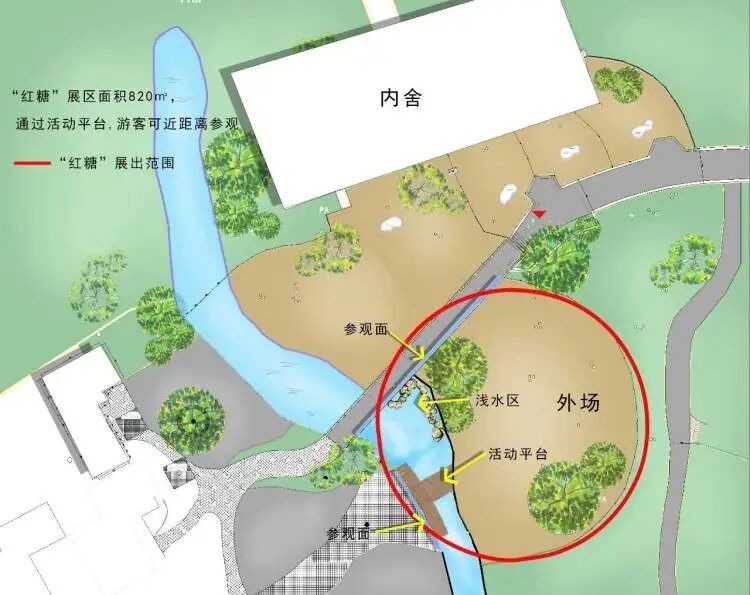 上海动物园明星孟加拉虎“红糖”的新家已确定！10月将搬入800平方米豪宅