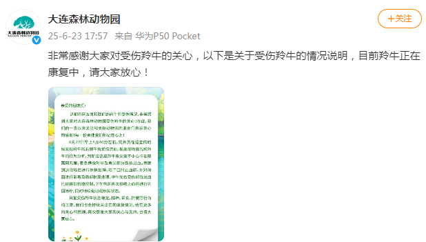 大连森林动物园通报受伤羚牛情况：目前状态稳定，正在康复中
