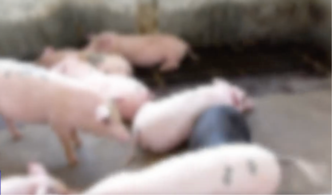 广东阿叔接触生猪肉后突然双耳全聋，医生提醒：戴手套