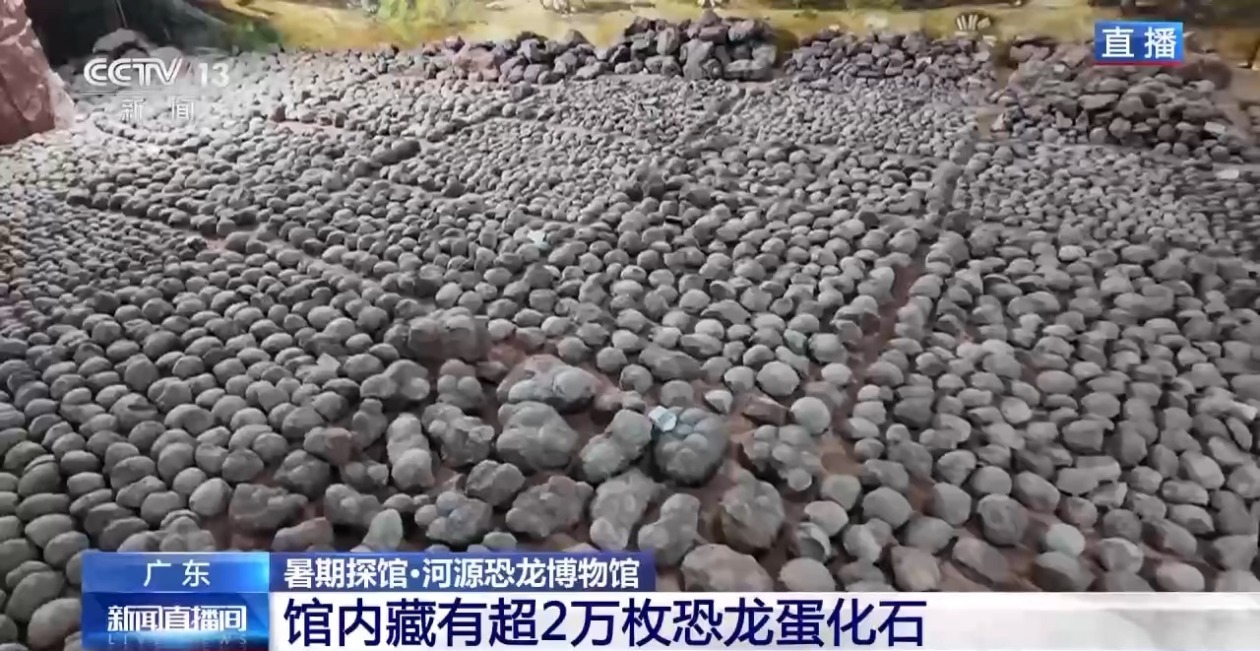 暑期博物馆四大推荐：恐龙蛋、角岛鲸、兵法简、深空展