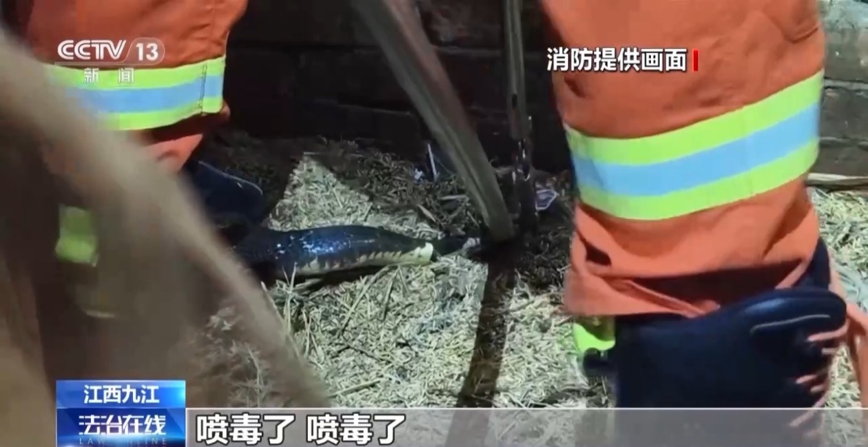 夏季“蛇咬伤”频发 这些常见操作可致截肢！医生提醒
