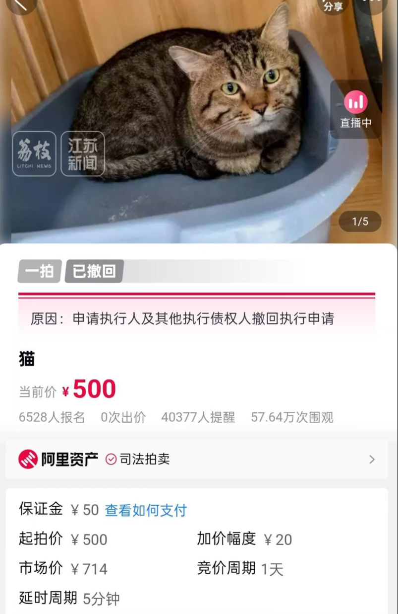 起拍价500元替主人还债的狸花猫，传来最新消息！