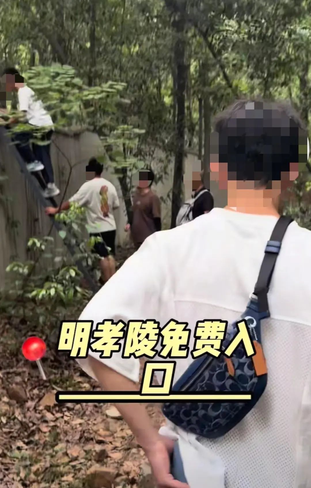 游客为逃票爬梯子翻墙进明孝陵，景区：已派人到现场处置，后续将加强管理