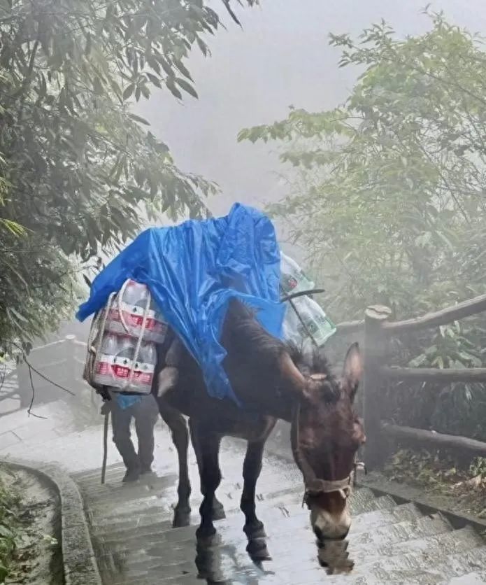 峨眉山景区回应骡子驮货争议：驮运重量限制在200斤以内，已引入无人机运货，向泰山学习机器狗运输