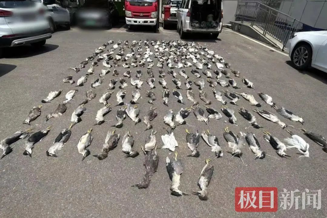 用浸泡过毒液的小鱼捕杀野鸟，非法交易达六千余只，16人获刑！