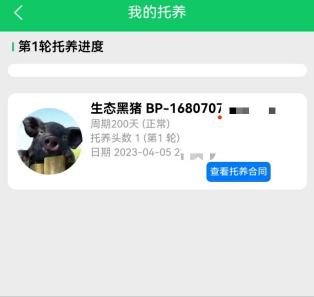 认养黑猪返利20%？“庞博集团”传销案始末：披着农业外衣的资金陷阱