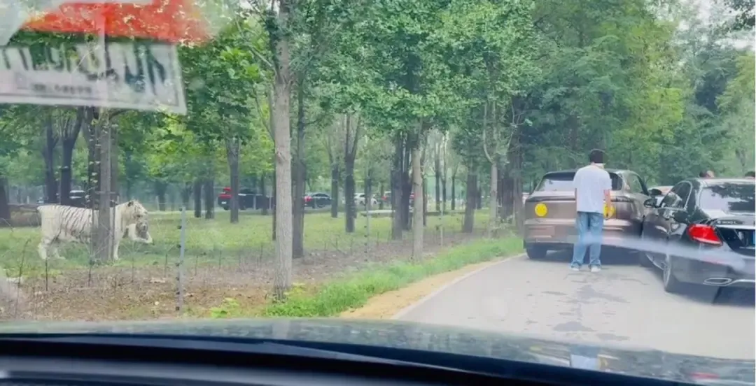 惊险！游客猛兽区下车，当着老虎面吵架！动物园回应