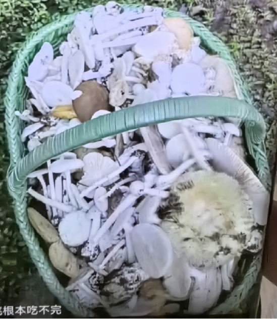 云南人在江苏逛公园采蘑菇，自信能分辨是否有毒，炫了一碗后中毒险丧命