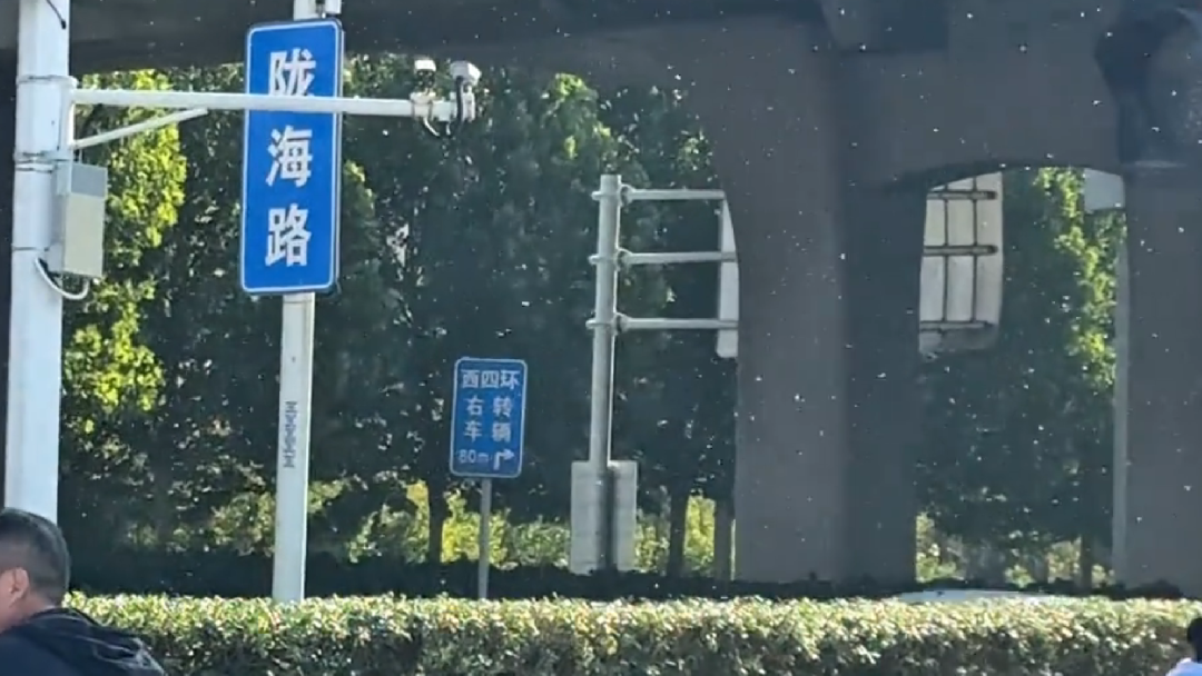 郑州“小白虫满天飞”，园林部门回应：系白粉虱，对人体无危害