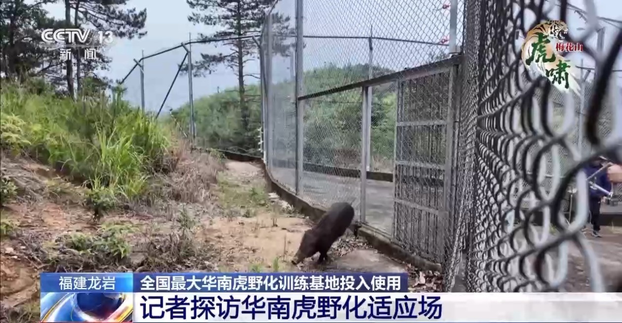 老虎也怕打针？“凛凛搬家记”看华南虎“飞针麻醉”全过程