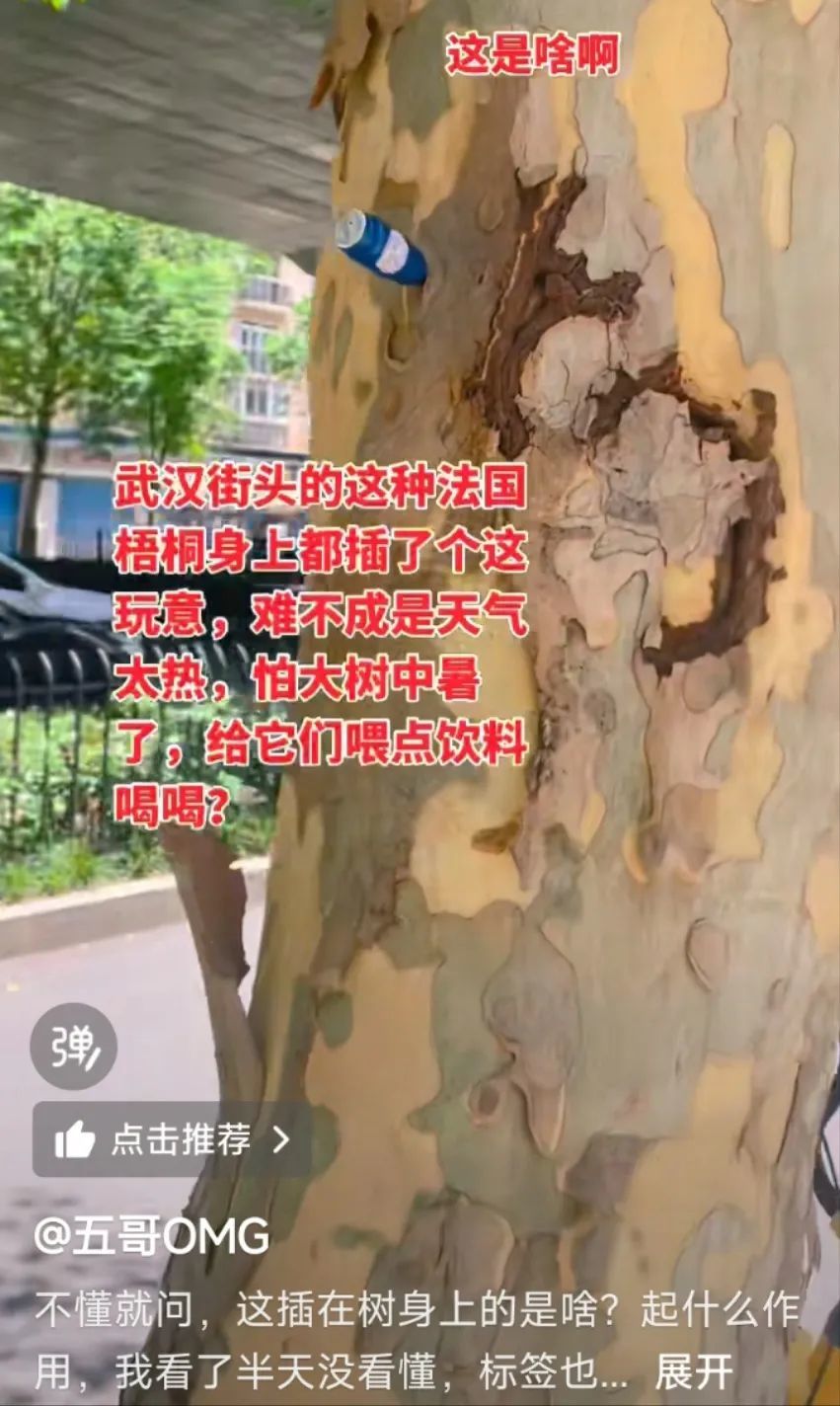 武汉街头法桐树上蓝色瓶子引热议，绿化队：这是除虫药水，可杀死天牛、阻断其繁殖