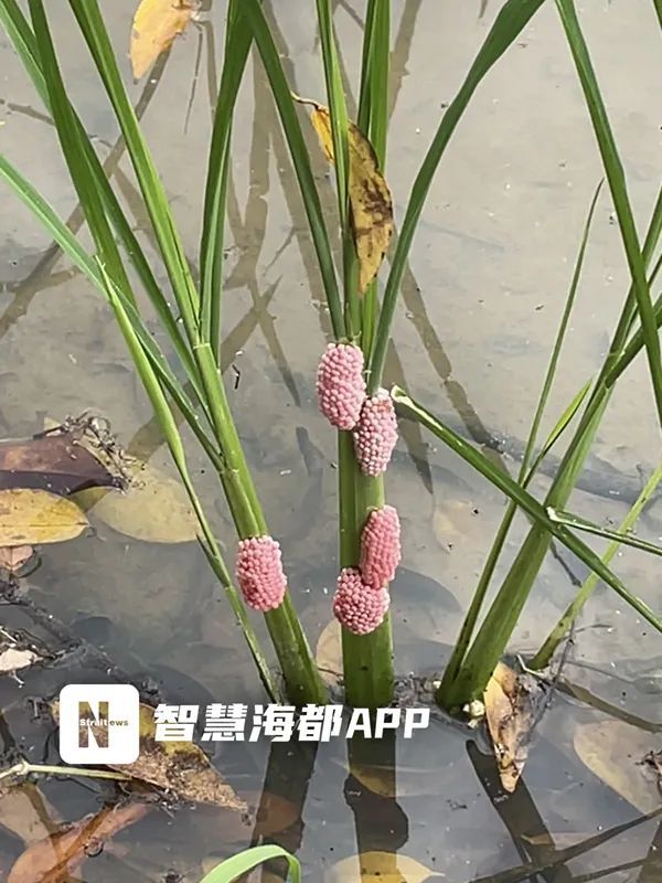大量福寿螺！福州又出现了！寄生虫多达6000条！千万别碰、别吃！