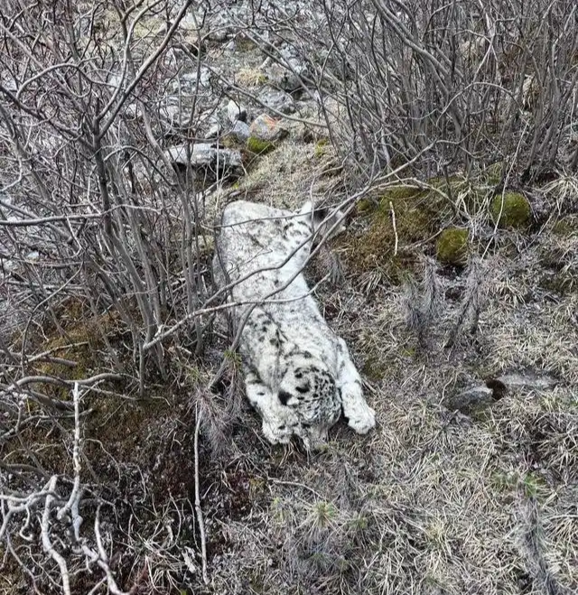 青海刚察县发现一具雪豹尸体，当地：初步断定是正常死亡，正准备做尸检