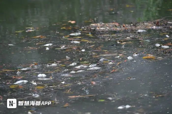 福州晋安湖出现大量死鱼！部门回应