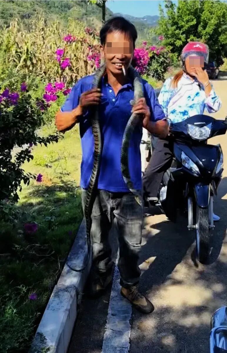 致命误判!男子误将剧毒眼镜王蛇当“乌梢蛇”,徒手把玩、挂脖,不幸被咬身亡