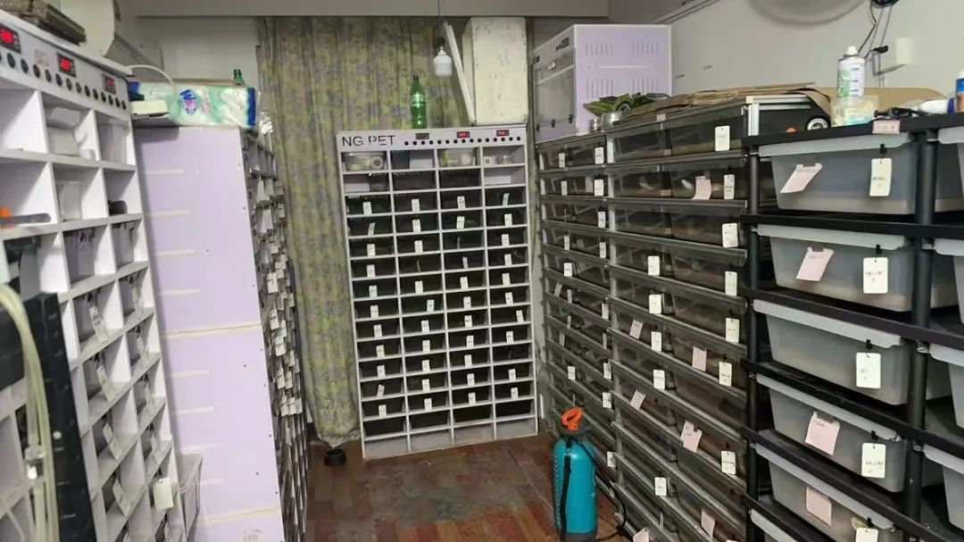 一打开门，房内竟有300多条蟒蛇！台州民警震惊了……