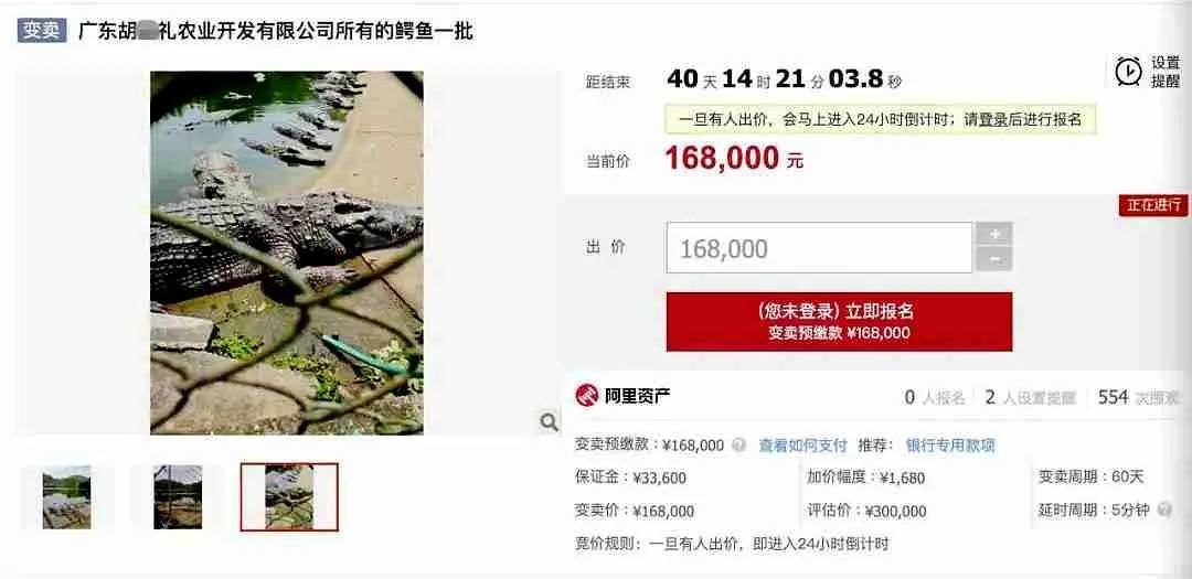 广东2500斤鳄鱼被拍卖！法院：需“上门自提”