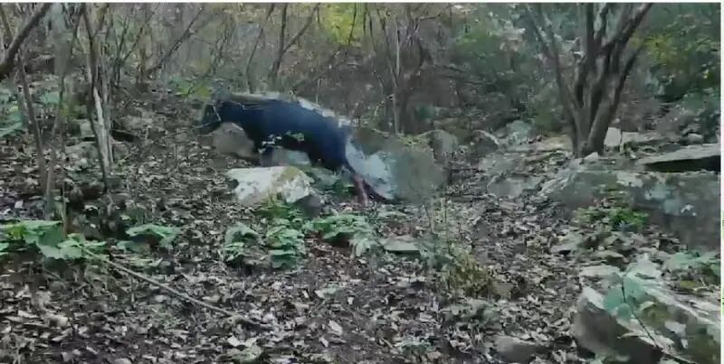 黄山风景区疑现不明野生动物，像马像驴像牛像羊，还披着白发，专家：系中华鬣羚，俗称“四不像”，有一定攻击性