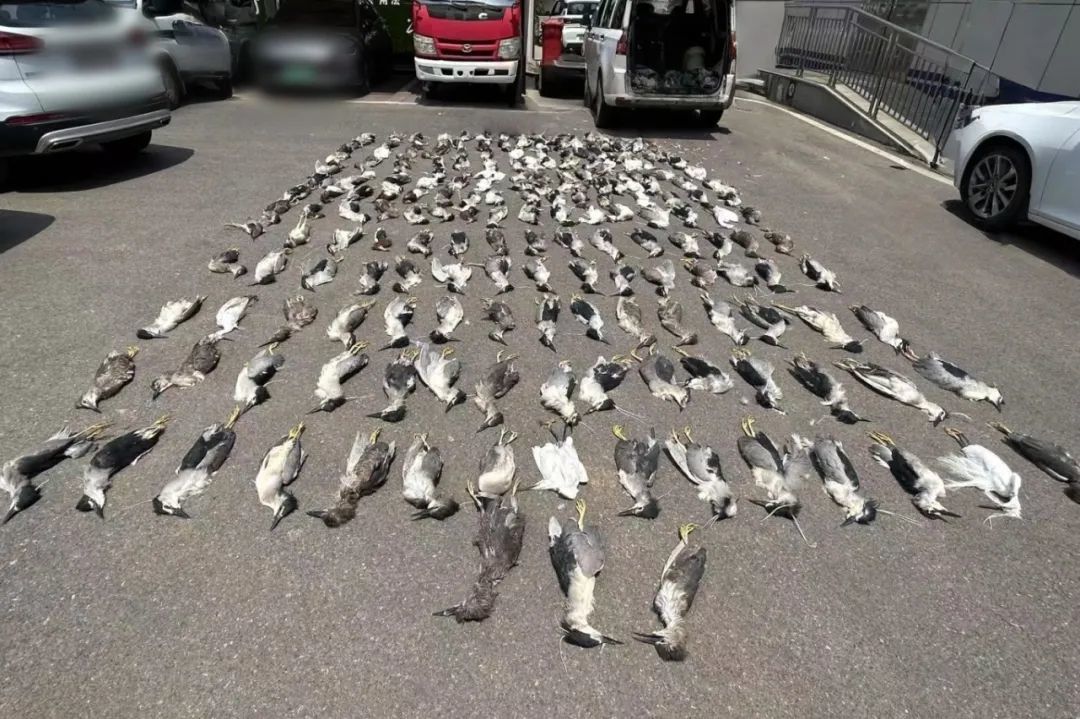 用浸泡过剧毒的小鱼绝户式捕杀6000多只“三有”鸟类，16人被判刑，警方通过现场烟头残留DNA锁定嫌疑人，查获冻禽价值超300万