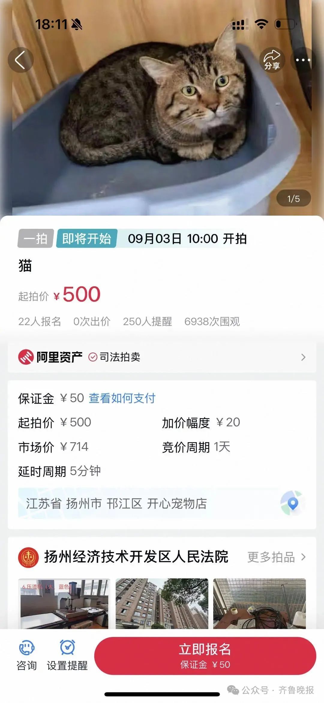 主人欠钱，3岁狸花猫被法拍！起拍价500元，数百人报名，有人愿出8000元，工作人员：大家都想来拯救“抵债猫”