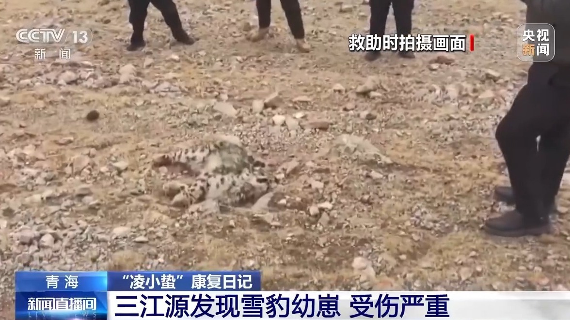 数万网友追更！“凌小蛰”体重已达40斤 最新画面→