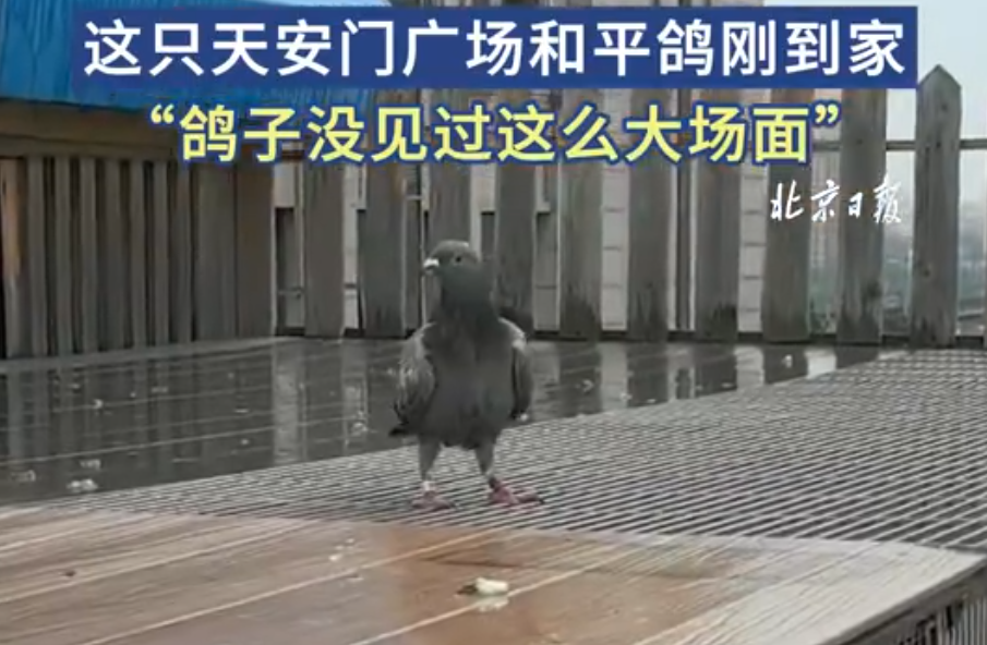 这只参加阅兵的和平鸽,“下班”50多个小时刚到家……