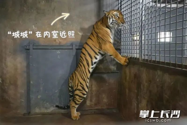 老虎饿成皮包骨？！长沙生态动物园回复