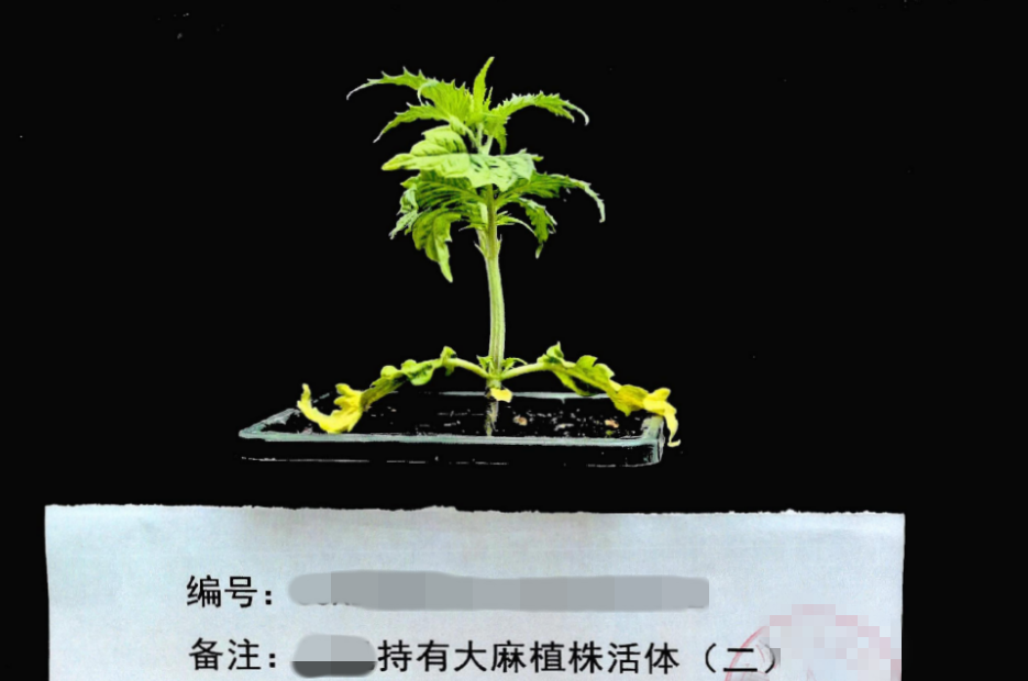 上海这对夫妻双双被抓！官方通报：在自家地下室种植大麻……还有人已被拘！