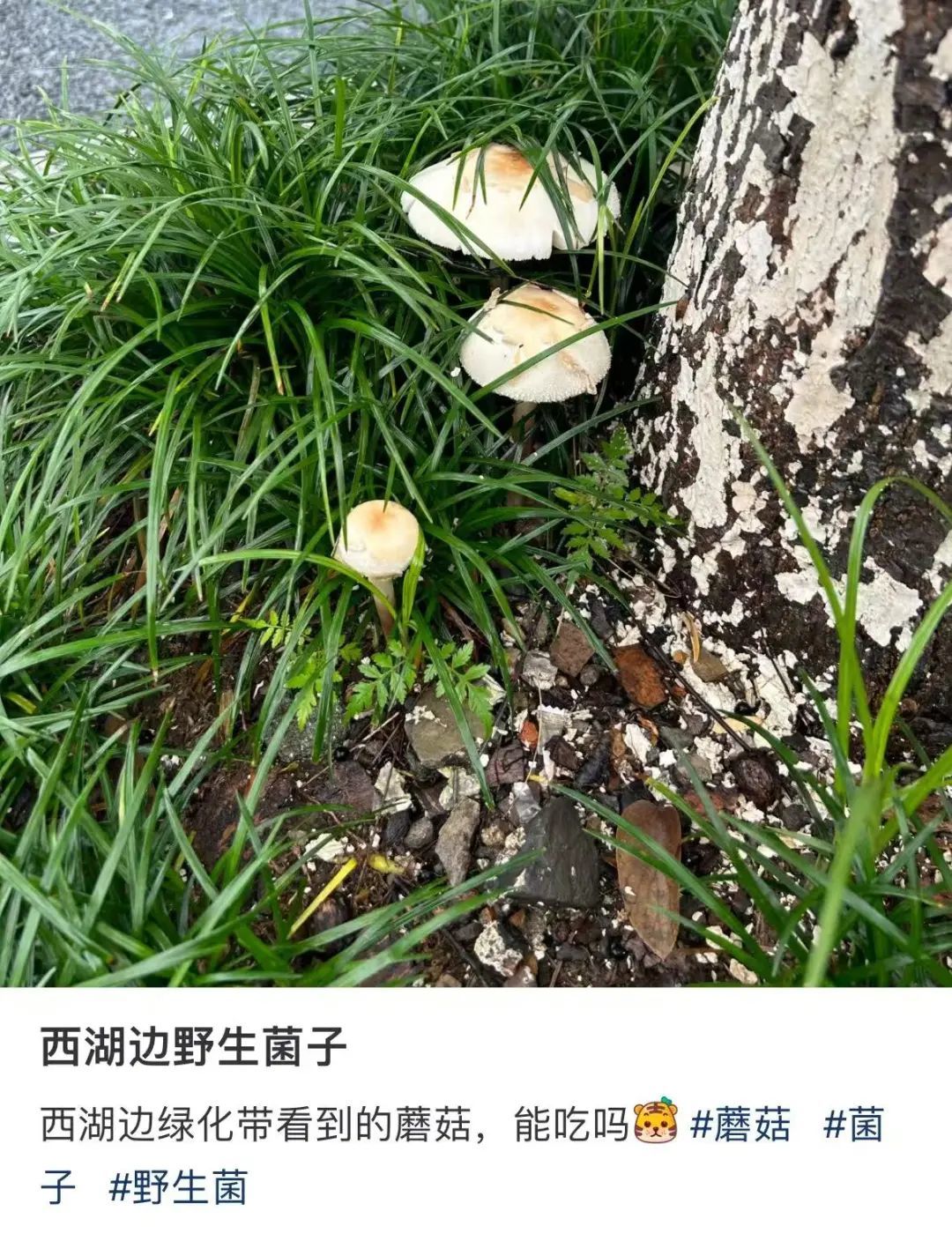 不要捡！不要吃！这种有剧毒！最近杭州路边大量出现蘑菇……