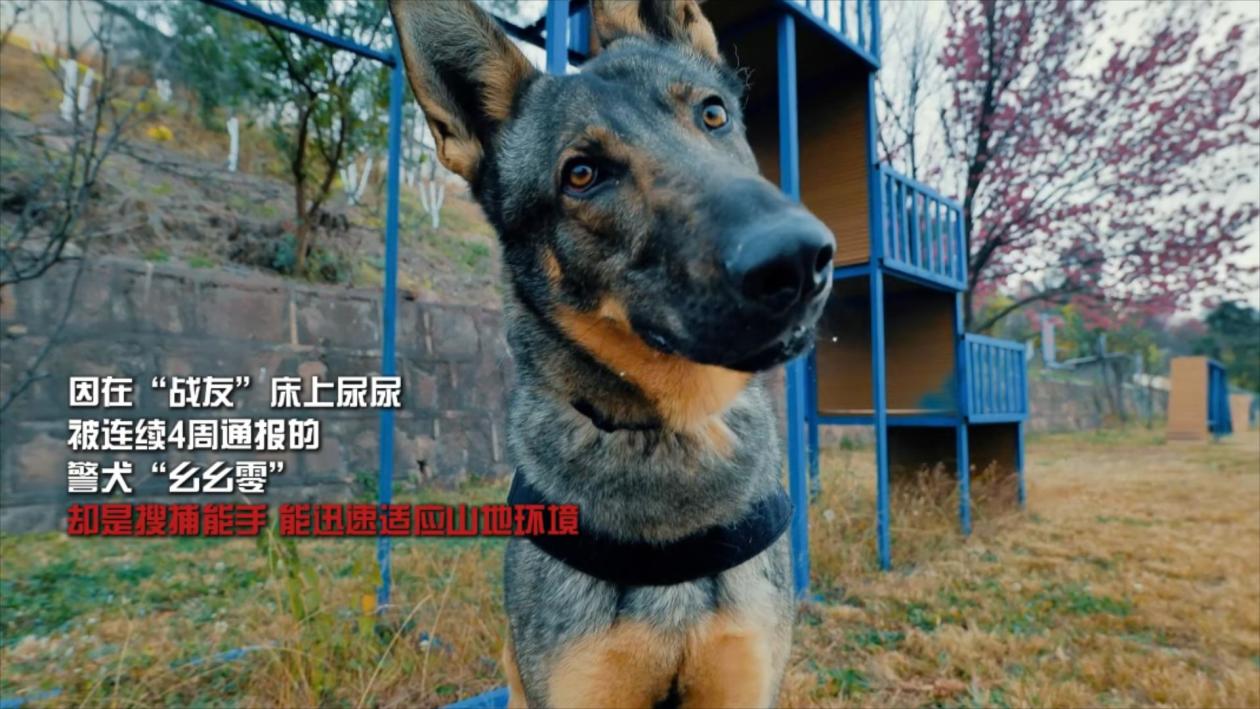 被通报“爱打架”“上班死气沉沉”的警犬们，其实不一般